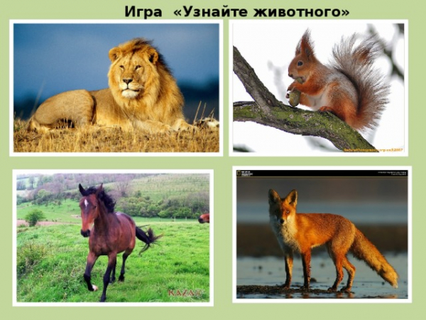 Викторина о животных: для начальной школы с ответами