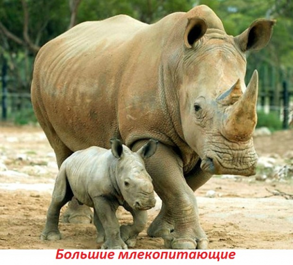 Викторина о животных: для начальной школы с ответами