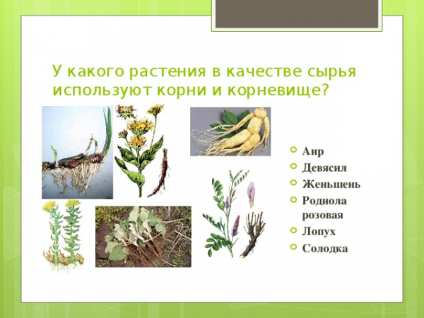 Викторина «Лекарственные растения»: с ответами