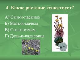 Викторина «Лекарственные растения»: с ответами