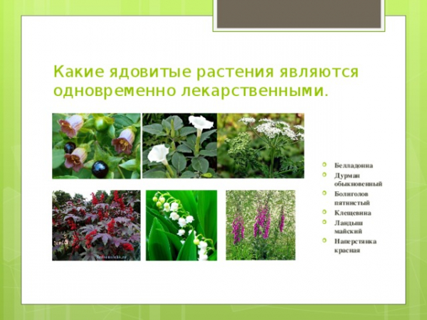 Викторина «Лекарственные растения»: с ответами